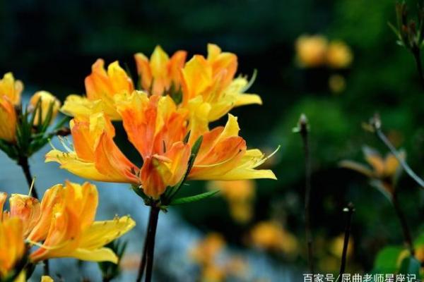 为什么一些女性桃花运旺却难以找到真爱 为什么一些女性桃花运旺却难以找到真爱