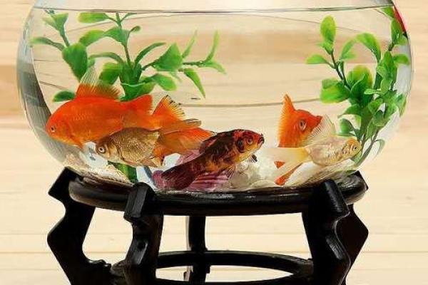 养鱼风水:如何布置水族箱提升家庭运势 养鱼风水:如何布置水族箱提升家庭运势