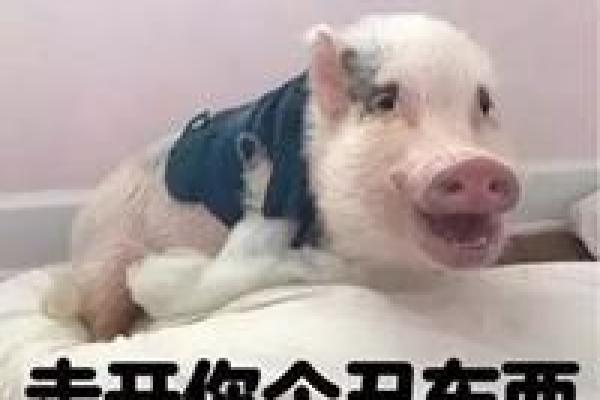 适合宠物猪的搞笑名字 让你笑到不行 适合宠物猪的搞笑名字 让你笑到不行