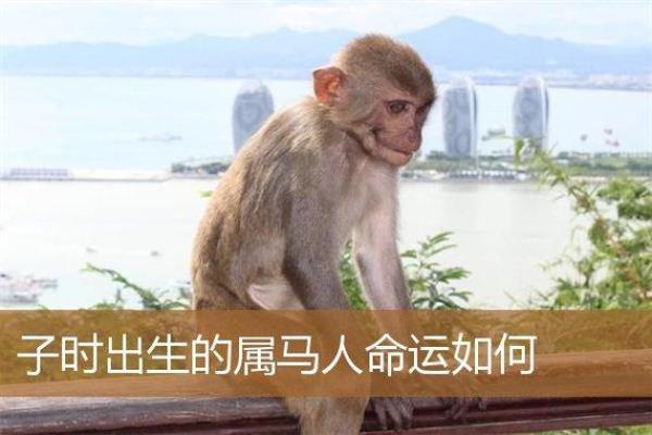 出生的人属马,分析属马人的金命特点与命运解析 出生的人属马,分析属马人的金命特点与命运解析