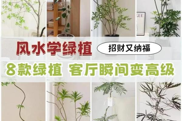 如何通过办公室植物摆放改善职场风水 如何通过办公室植物摆放改善职场风水