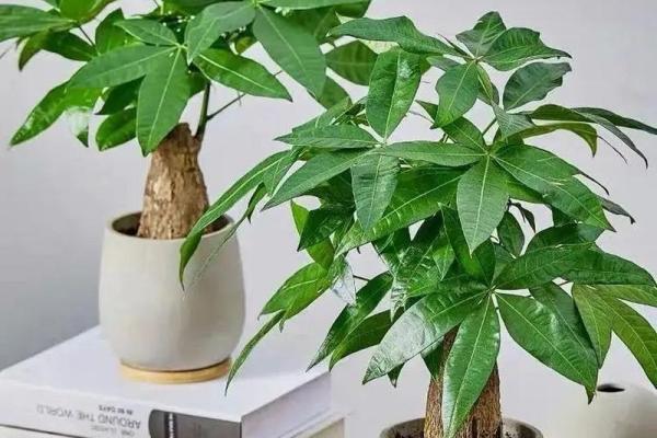 如何通过办公室植物摆放改善职场风水 如何通过办公室植物摆放改善职场风水