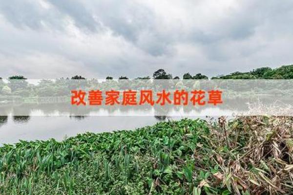 家居风水植物的选择与价格指南 家居风水植物的选择与价格指南