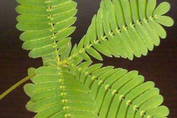 家居风水植物的选择与价格指南 家居风水植物的选择与价格指南