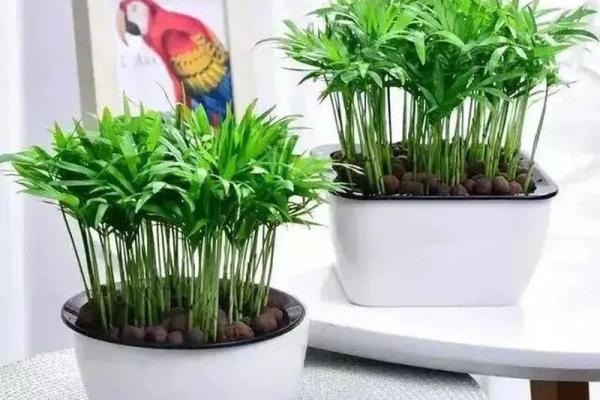 正确摆放办公桌植物的风水要点