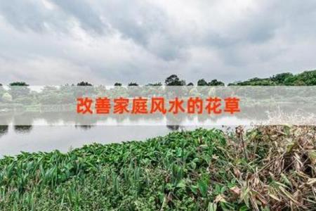 家居风水植物的选择与价格指南