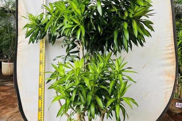 风水大师推荐的家居吉祥植物 风水大师推荐的家居吉祥植物