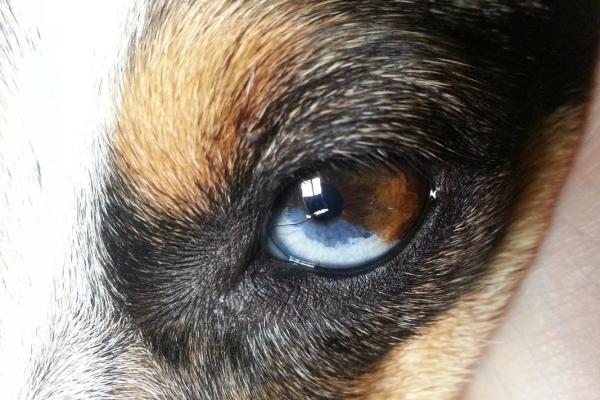 狗是人类最好的朋友吗?探索人犬关系的科学与情感维度 狗是人类最好的朋友吗?探索人犬关系的科学与情感维度