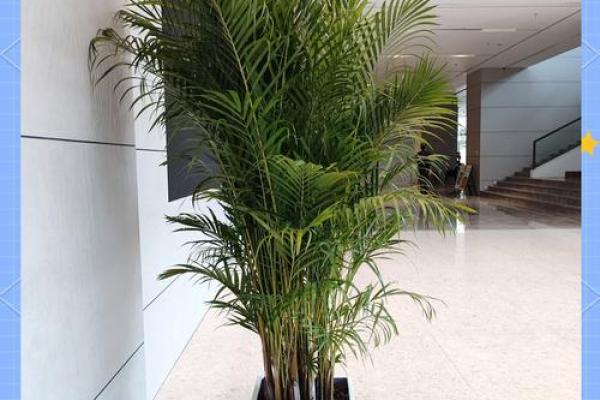 如何利用办公室绿植提升风水 布局建议 如何利用办公室绿植提升风水 布局建议
