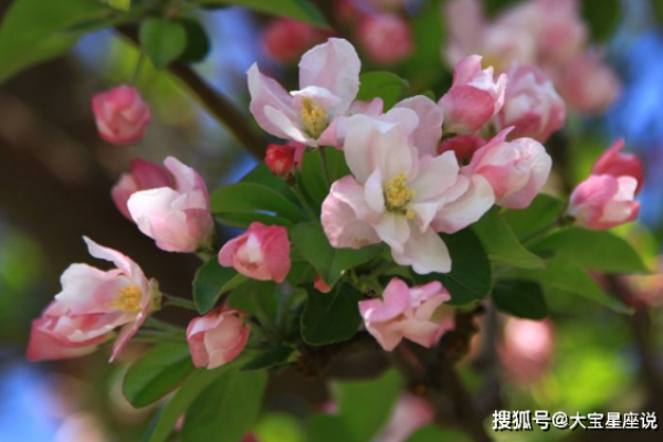 女命桃花的最佳时机与爱情策略 女命桃花的最佳时机与爱情策略