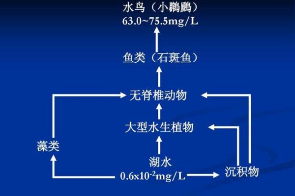 解密养鱼风水:如何通过水生物调整家运 解密养鱼风水:如何通过水生物调整家运