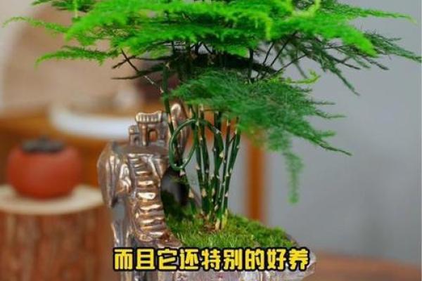 办公桌植物摆放禁忌与开运秘诀 办公桌植物摆放禁忌与开运秘诀
