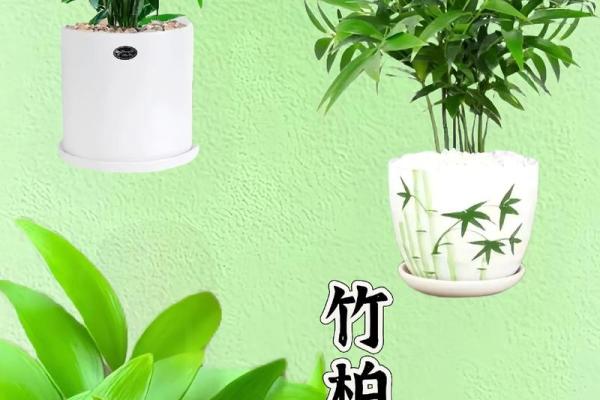 办公桌植物摆放禁忌与开运秘诀 办公桌植物摆放禁忌与开运秘诀