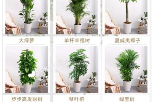 办公室绿植选择与摆放方法提升工作效率 办公室绿植选择与摆放方法提升工作效率