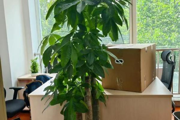 提升运势的办公室风水摆件选择与摆放技巧 提升运势的办公室风水摆件选择与摆放技巧
