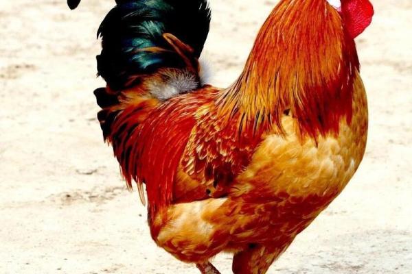 属鸡的人命运解析与人生特点 属鸡的人命运解析与人生特点