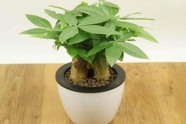 办公室放哪些植物能改善风水 办公室放哪些植物能改善风水