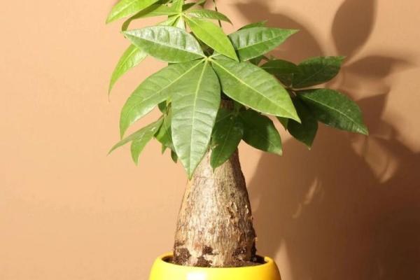 办公室放哪些植物能改善风水 办公室放哪些植物能改善风水