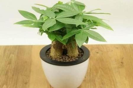 办公室放哪些植物能改善风水
