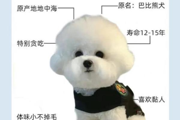 如何为公比熊取一个独特的名字 如何为公比熊取一个独特的名字