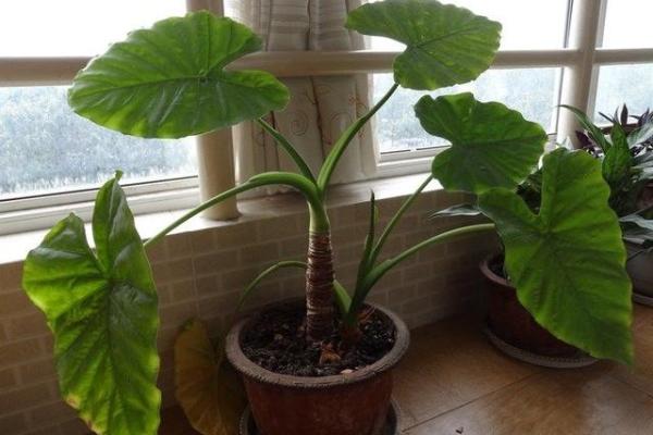 办公室风水:如何用仙人球调和能量与气场 办公室风水:如何用仙人球调和能量与气场