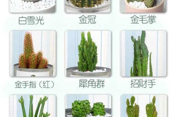 仙人球在办公室风水中的作用与摆放技巧 仙人球在办公室风水中的作用与摆放技巧