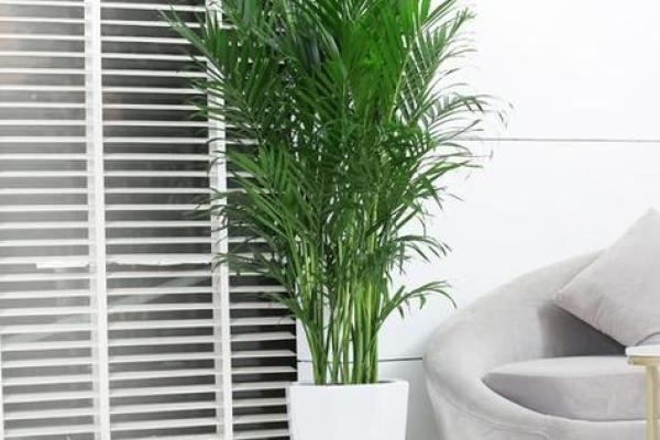 提升家居风水的必备植物与单价解析 提升家居风水的必备植物与单价解析