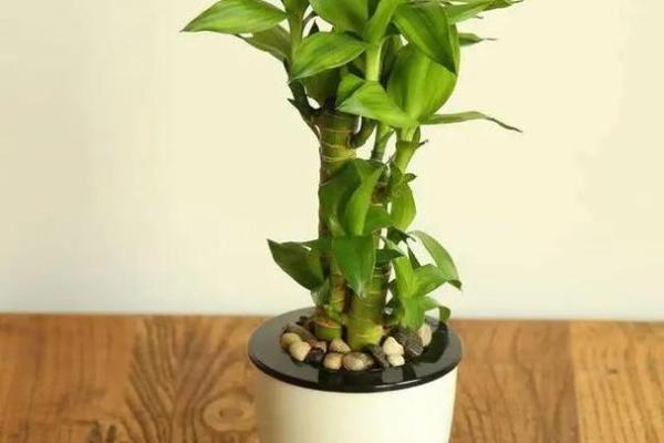 提升家居风水的必备植物与单价解析 提升家居风水的必备植物与单价解析