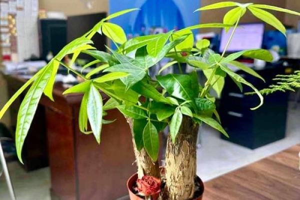 风水调整技巧:让家居充满好运与能量 风水调整技巧:让家居充满好运与能量