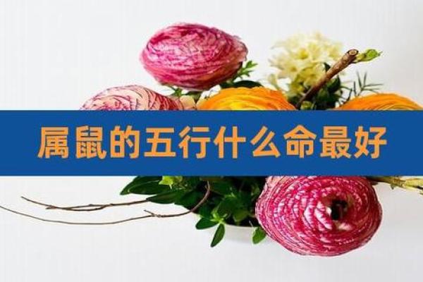 鼠年五行与命理解析:如何根据五行调节运势 鼠年五行与命理解析:如何根据五行调节运势