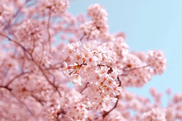 八字中桃花的五行配合与感情走向 八字中桃花的五行配合与感情走向
