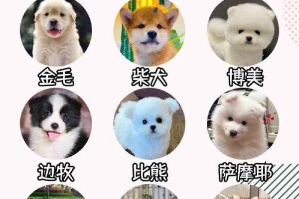 最受欢迎的狗狗名字排行榜 最受欢迎的狗狗名字排行榜