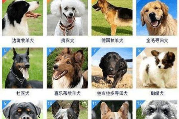 最受欢迎的狗狗名字排行榜 最受欢迎的狗狗名字排行榜