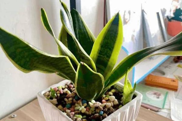 植物风水:如何通过植物布局提升家居运势与气场 植物风水:如何通过植物布局提升家居运势与气场