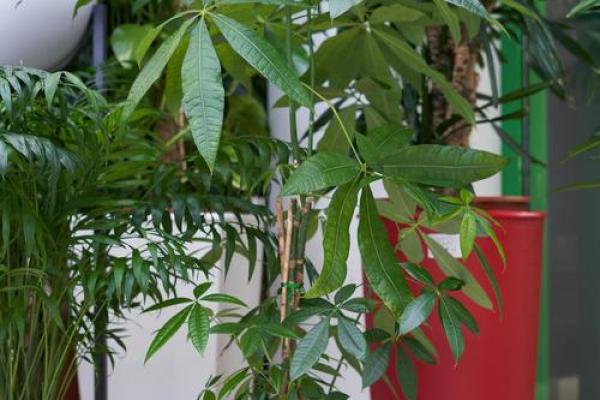 风水植物价格与效果,如何选购性价比高的植物 风水植物价格与效果,如何选购性价比高的植物