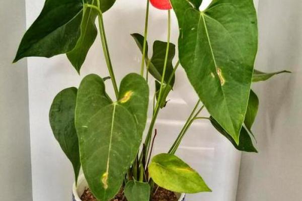 风水植物价格与效果,如何选购性价比高的植物 风水植物价格与效果,如何选购性价比高的植物