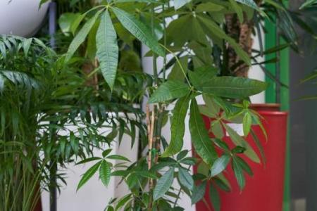 风水植物价格与效果，如何选购性价比高的植物