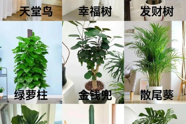 如何为花卉公司选择一个富有创意的名字 如何为花卉公司选择一个富有创意的名字