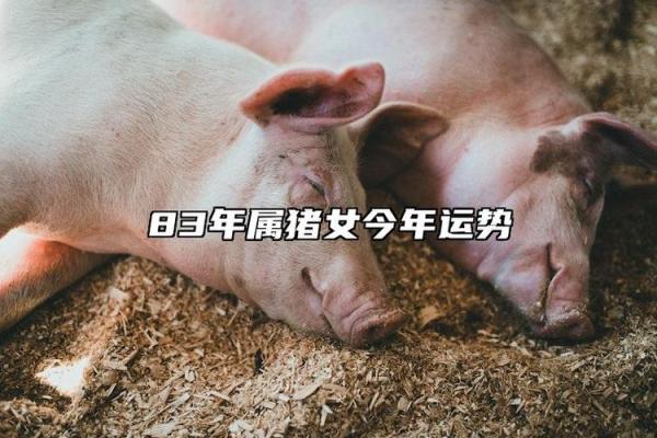 探索属相猪在的运势变化 探索属相猪在的运势变化