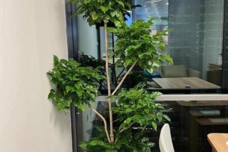 办公室植物摆放与风水布局的完美结合