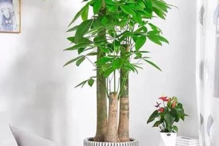 如何打造没有后门的家居风水，提升家运