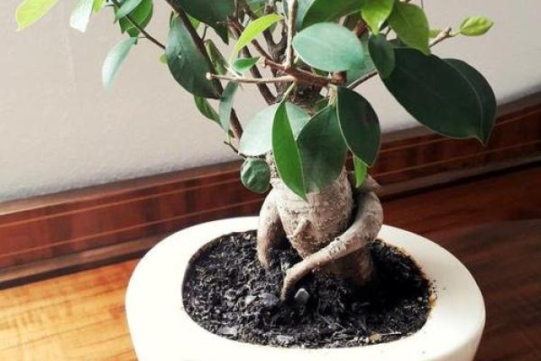 影响家居风水的植物种类及单价对比 影响家居风水的植物种类及单价对比