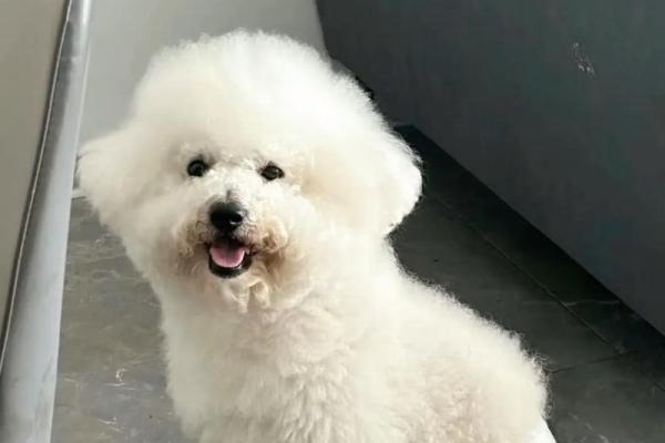 公比熊名字如何影响它的个性展现 公比熊名字如何影响它的个性展现