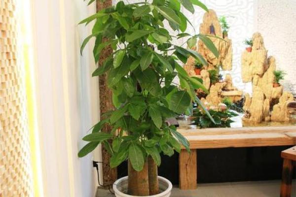 办公室风水绿植种类及布局建议 办公室风水绿植种类及布局建议