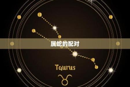肖配对指南：哪些组合最为和谐与互补