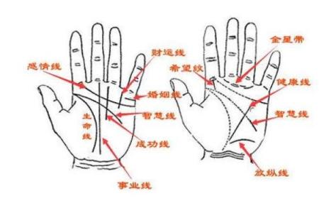 手掌纹路与富贵命的关系解析