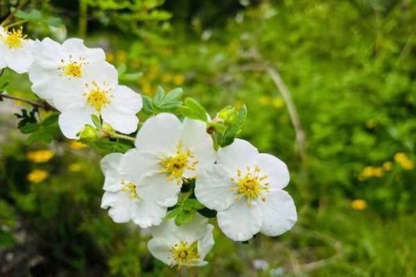 缘分解析:龙蛇组合适合婚姻生活吗 缘分解析:龙蛇组合适合婚姻生活吗