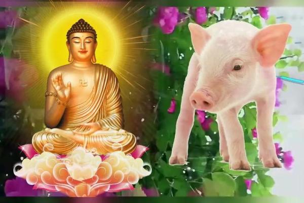 属猪人的性格与理想伴侣生肖推荐 属猪人的性格与理想伴侣生肖推荐