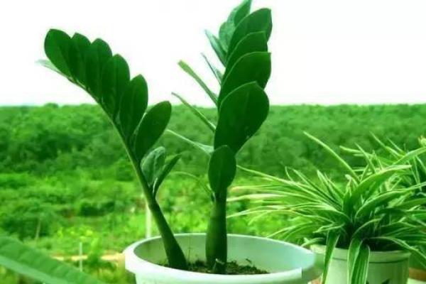 根据生肖选择你的完美伴侣 根据生肖选择你的完美伴侣