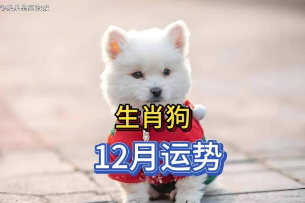 属狗的夫妻配对是否和谐 性格与运势的匹配分析 属狗的夫妻配对是否和谐 性格与运势的匹配分析